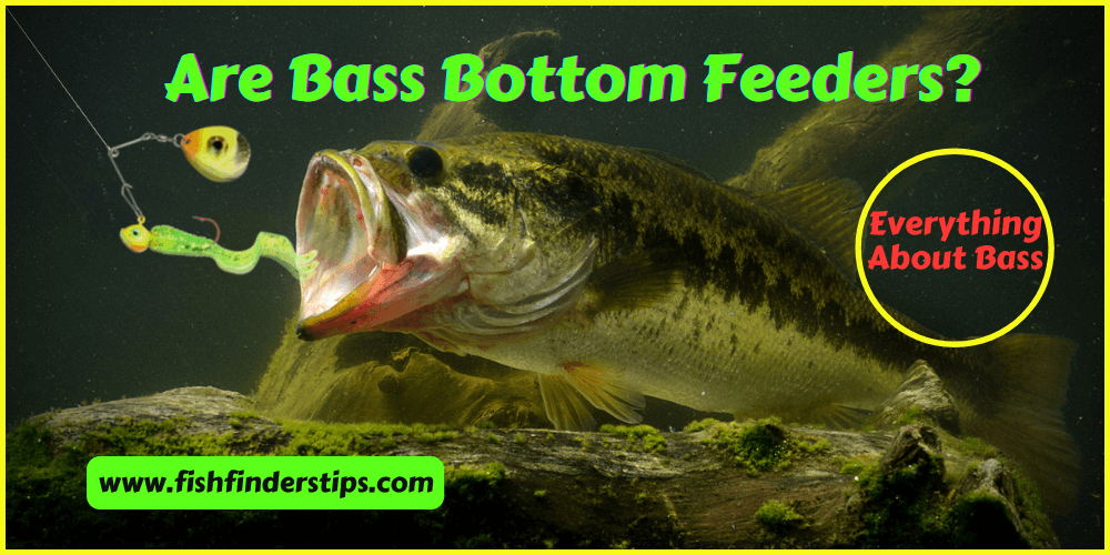Are Bass Bottom Feeders