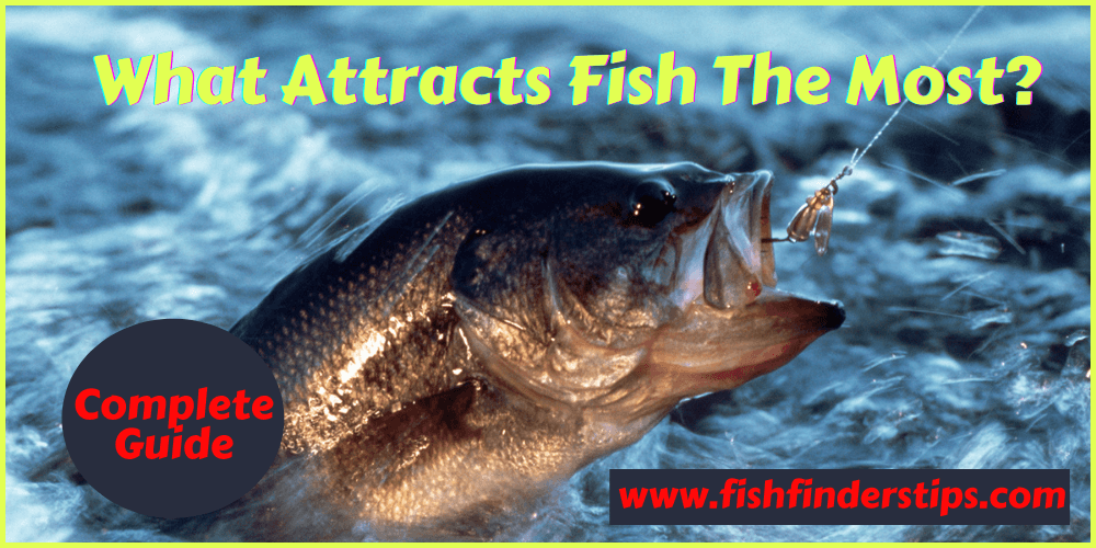 What attracts fish the most