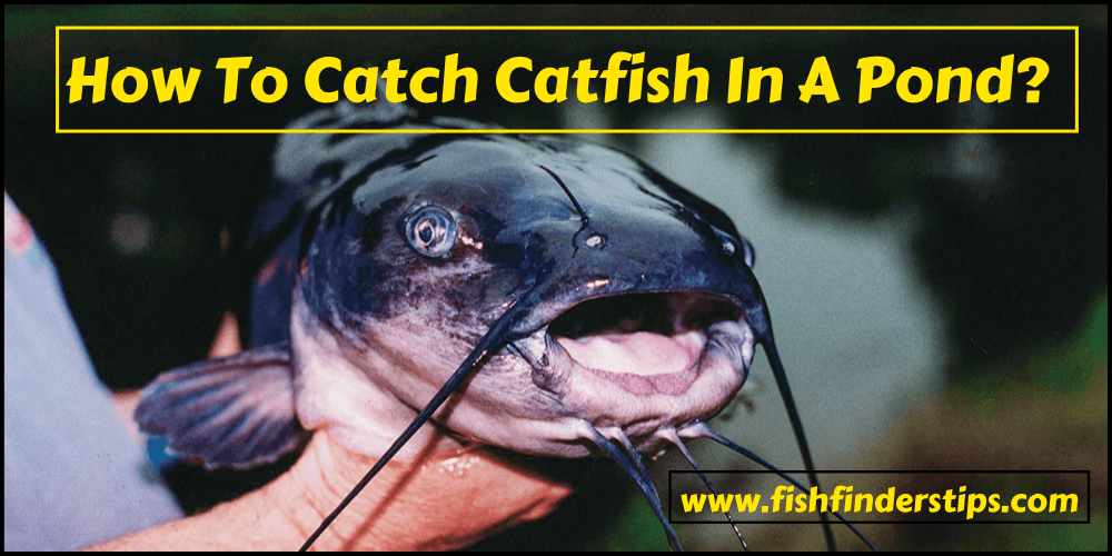 How To Catch Catfish In A Pond
